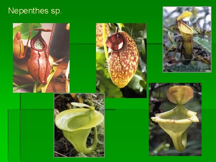 Nepenthes sp. 