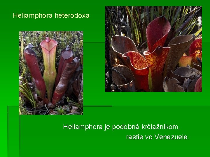 Heliamphora heterodoxa Heliamphora je podobná krčiažnikom, rastie vo Venezuele. 