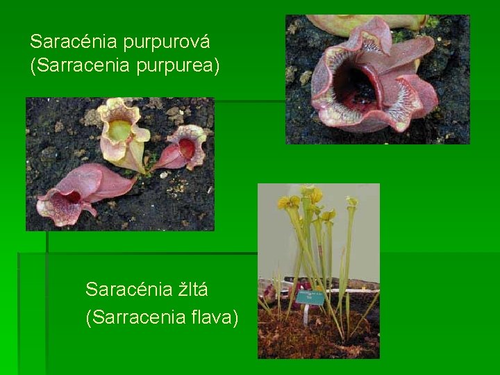 Saracénia purpurová (Sarracenia purpurea) Saracénia žltá (Sarracenia flava) 