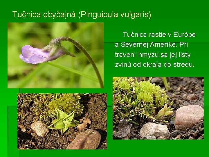 Tučnica obyčajná (Pinguicula vulgaris) Tučnica rastie v Európe a Severnej Amerike. Pri trávení hmyzu