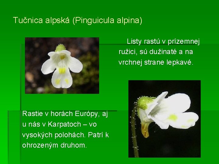 Tučnica alpská (Pinguicula alpina) Listy rastú v prízemnej ružici, sú dužinaté a na vrchnej