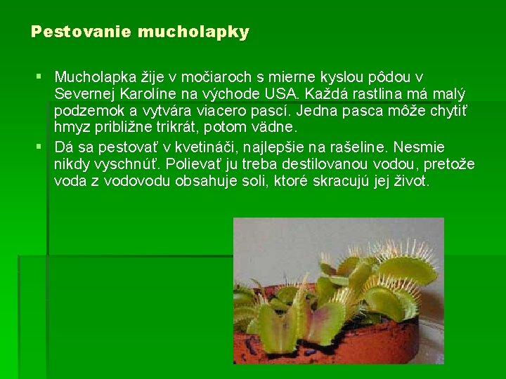 Pestovanie mucholapky § Mucholapka žije v močiaroch s mierne kyslou pôdou v Severnej Karolíne