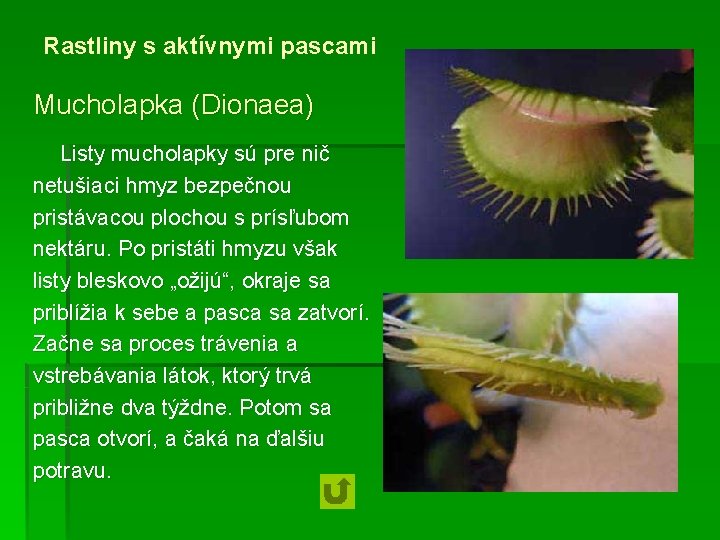 Rastliny s aktívnymi pascami Mucholapka (Dionaea) Listy mucholapky sú pre nič netušiaci hmyz bezpečnou