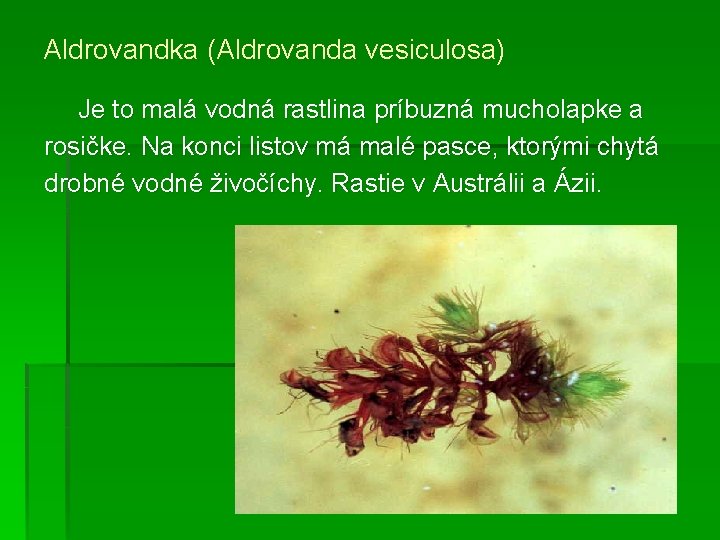 Aldrovandka (Aldrovanda vesiculosa) Je to malá vodná rastlina príbuzná mucholapke a rosičke. Na konci