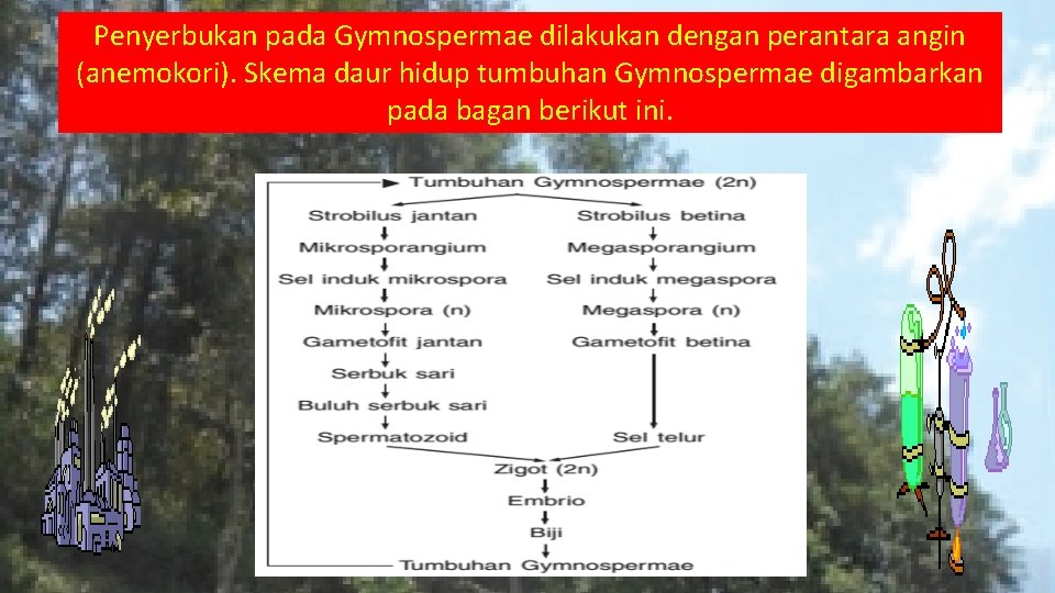 Penyerbukan pada Gymnospermae dilakukan dengan perantara angin (anemokori). Skema daur hidup tumbuhan Gymnospermae digambarkan