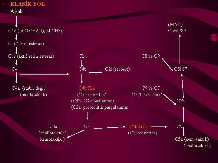  • KLASİK YOL Aj-ab C 1 q (Ig G CH 2, Ig M