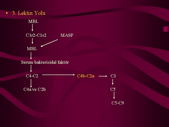  • 3. Lektin Yolu MBL C 1 r 2 -C 1 s 2