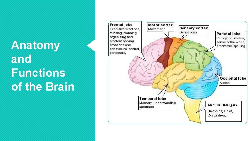 Anatomy and Functions of the Brain 