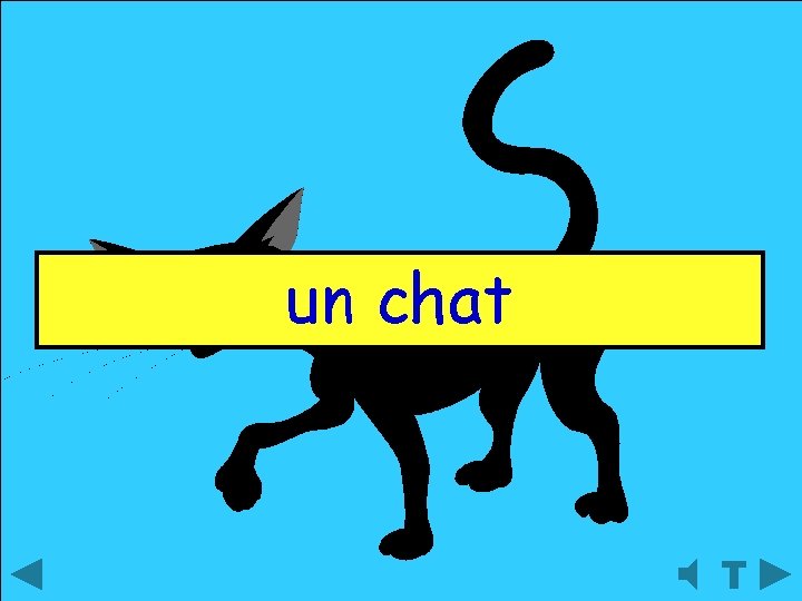 un chat 