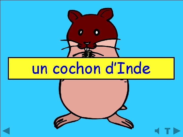 un cochon d’Inde 