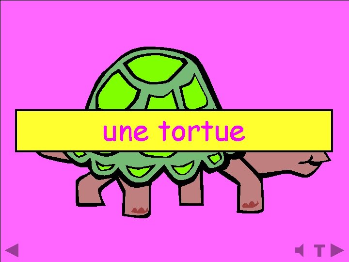 une tortue 