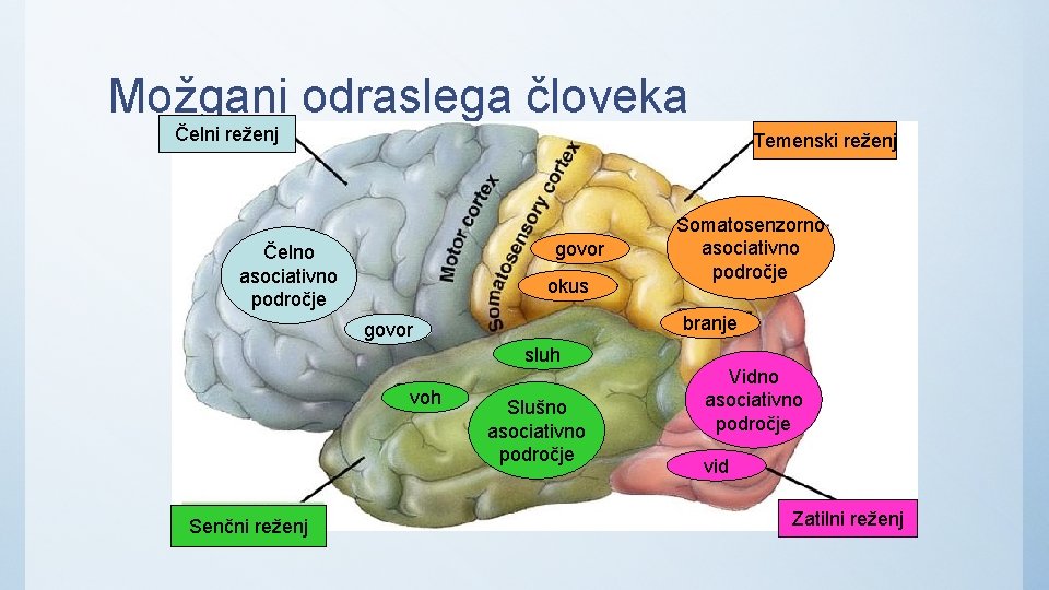 Možgani odraslega človeka Čelni reženj Temenski reženj govor Čelno asociativno področje okus branje govor
