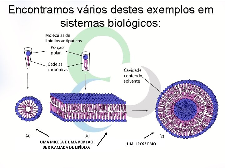 Encontramos vários destes exemplos em sistemas biológicos: UMA MICELA E UMA PORÇÃO DE BICAMADA