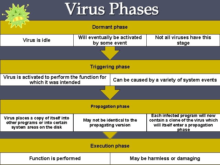 Virus Phases Dormant phase Virus is idle Will eventually be activated by some event