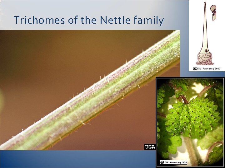 Trichomes of the Nettle family 