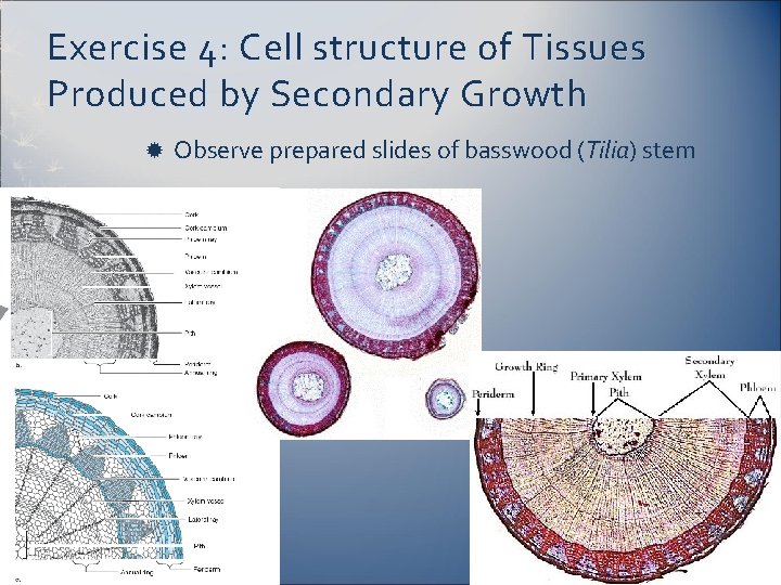 Exercise 4: Cell structure of Tissues Produced by Secondary Growth Observe prepared slides of