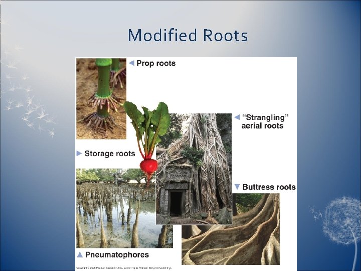 Modified Roots 