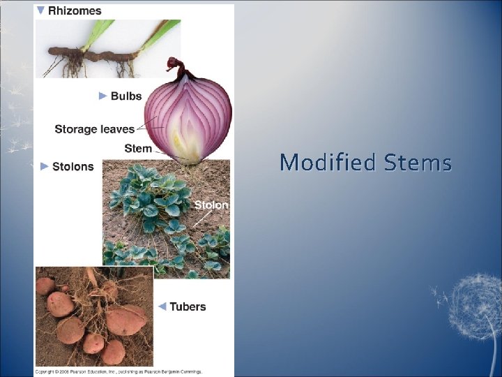 Modified Stems 