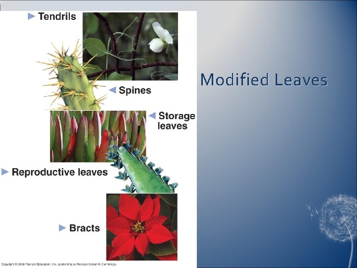 Modified Leaves 