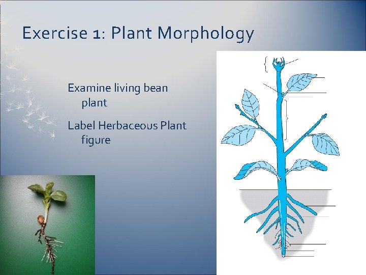 Exercise 1: Plant Morphology Examine living bean plant Label Herbaceous Plant figure 