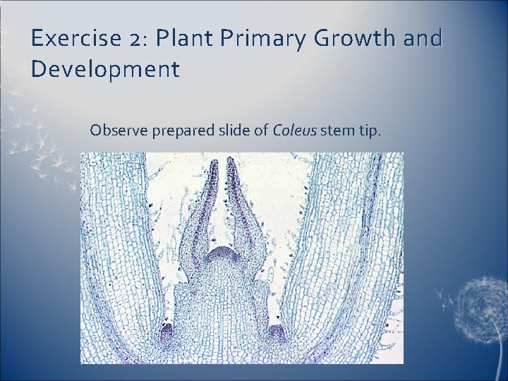 Exercise 2: Plant Primary Growth and Development Observe prepared slide of Coleus stem tip.