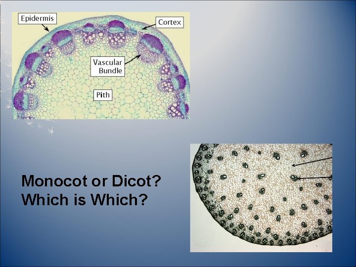 Monocot or Dicot? Which is Which? 