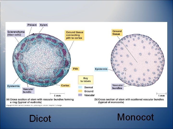 Dicot Monocot 