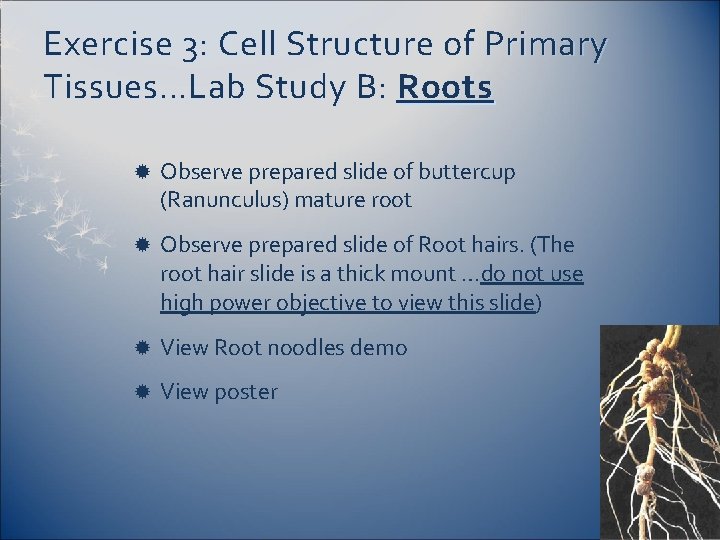 Exercise 3: Cell Structure of Primary Tissues…Lab Study B: Roots Observe prepared slide of
