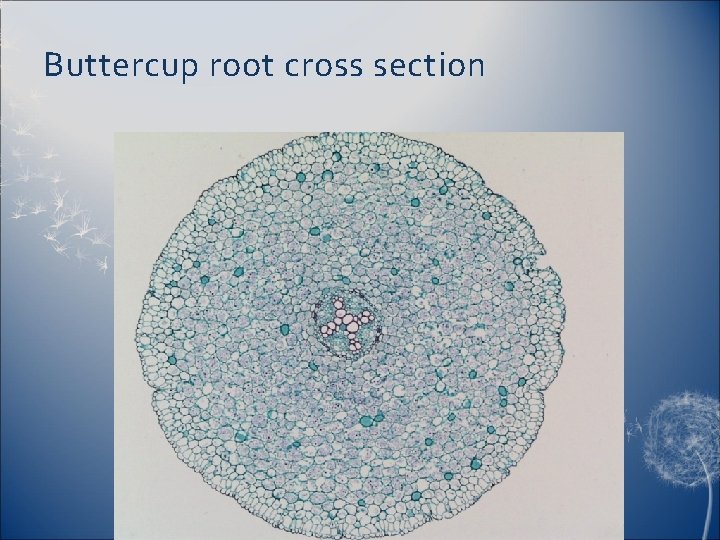 Buttercup root cross section 