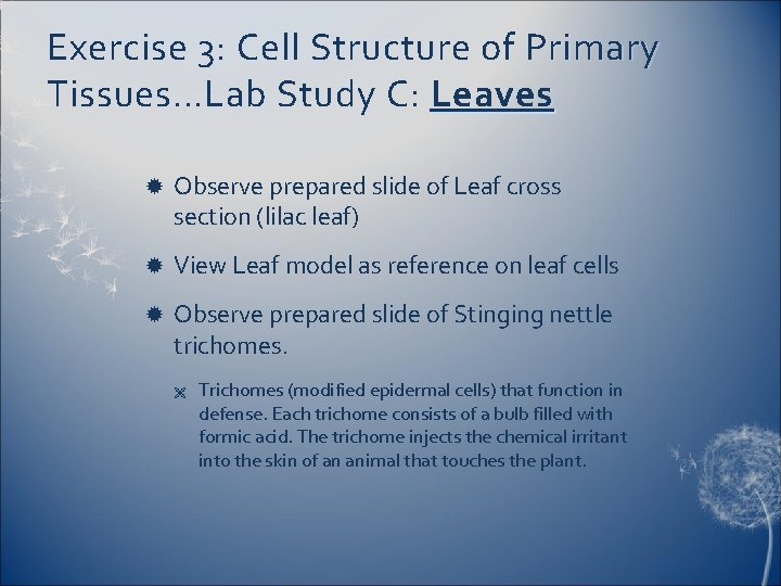 Exercise 3: Cell Structure of Primary Tissues…Lab Study C: Leaves Observe prepared slide of