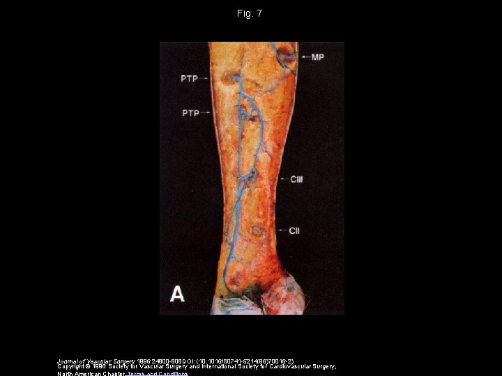 Fig. 7 Journal of Vascular Surgery 1996 24800 -808 DOI: (10. 1016/S 0741 -5214(96)70016