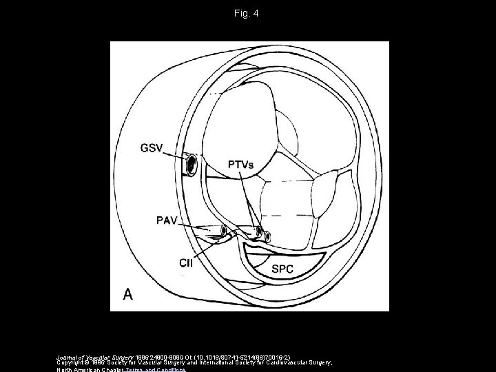 Fig. 4 Journal of Vascular Surgery 1996 24800 -808 DOI: (10. 1016/S 0741 -5214(96)70016