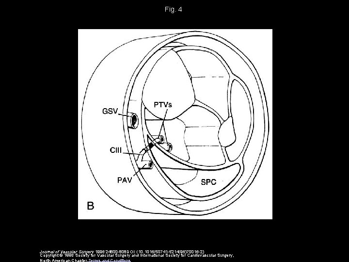 Fig. 4 Journal of Vascular Surgery 1996 24800 -808 DOI: (10. 1016/S 0741 -5214(96)70016