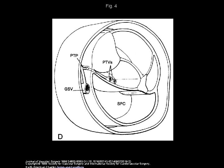 Fig. 4 Journal of Vascular Surgery 1996 24800 -808 DOI: (10. 1016/S 0741 -5214(96)70016