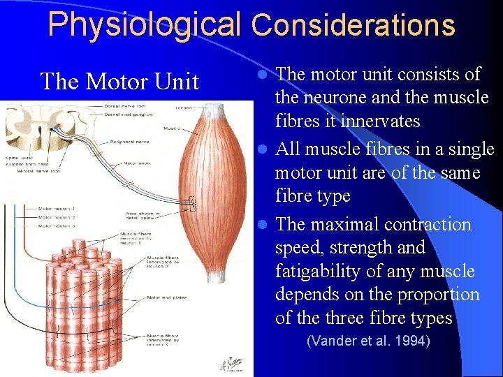 Physiological Considerations The Motor Unit The motor unit consists of the neurone and the