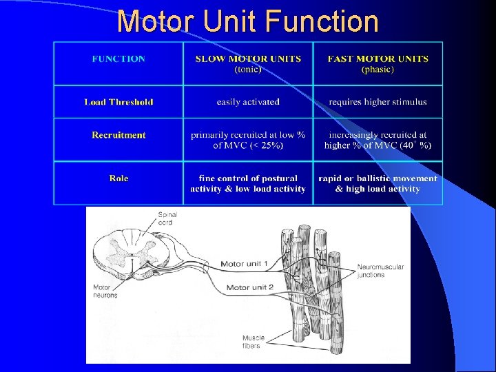 Motor Unit Function 