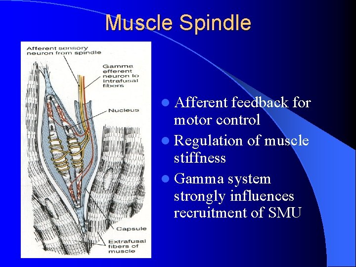 Muscle Spindle l Afferent feedback for motor control l Regulation of muscle stiffness l