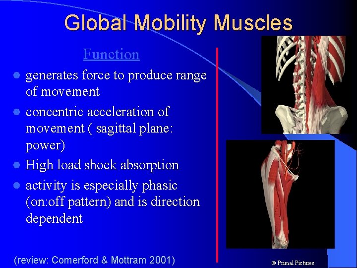 Global Mobility Muscles Function generates force to produce range of movement l concentric acceleration
