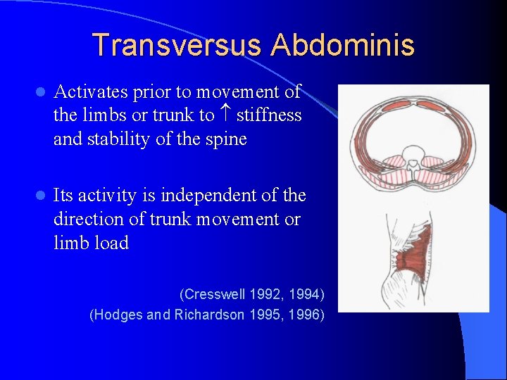 Transversus Abdominis l Activates prior to movement of the limbs or trunk to stiffness