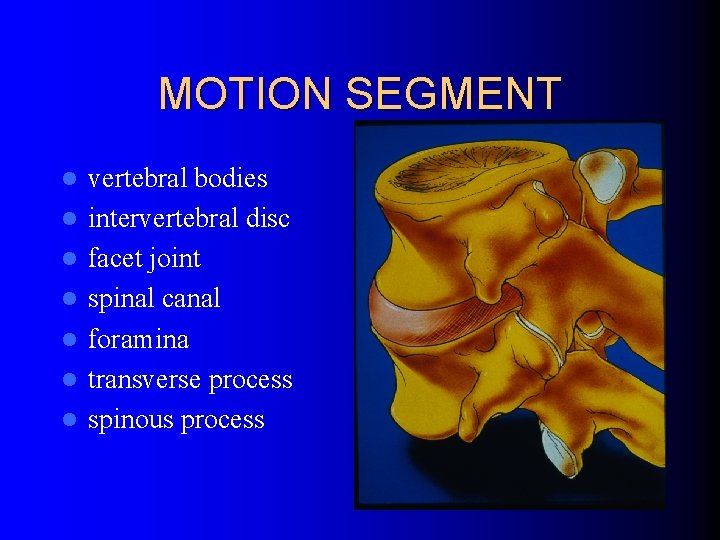 MOTION SEGMENT l l l l vertebral bodies intervertebral disc facet joint spinal canal