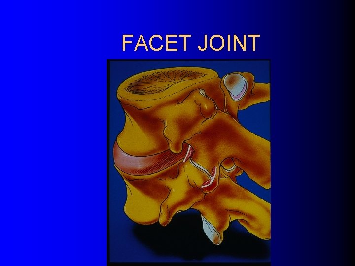 FACET JOINT 