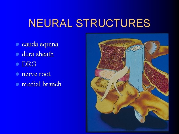 NEURAL STRUCTURES l l l cauda equina dura sheath DRG nerve root medial branch