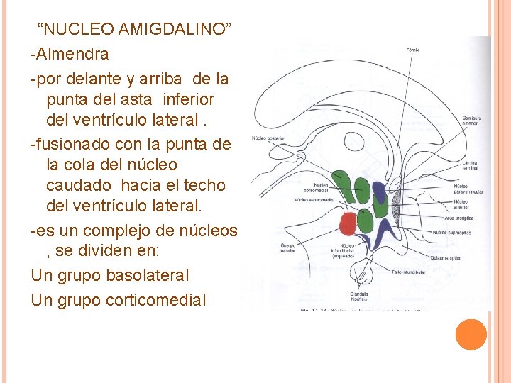 “NUCLEO AMIGDALINO” -Almendra -por delante y arriba de la punta del asta inferior del