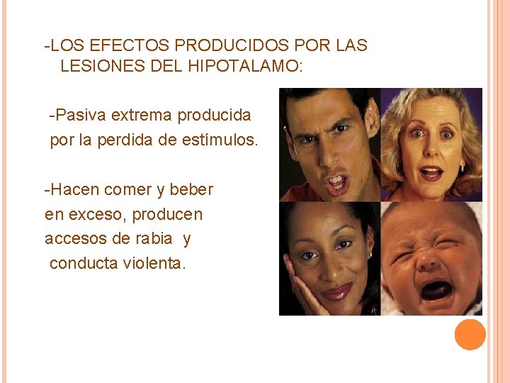 -LOS EFECTOS PRODUCIDOS POR LAS LESIONES DEL HIPOTALAMO: -Pasiva extrema producida por la perdida