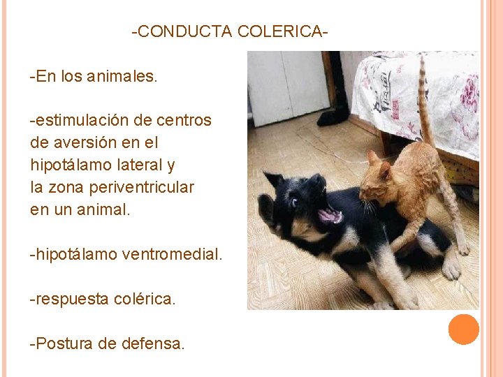 -CONDUCTA COLERICA-En los animales. -estimulación de centros de aversión en el hipotálamo lateral y