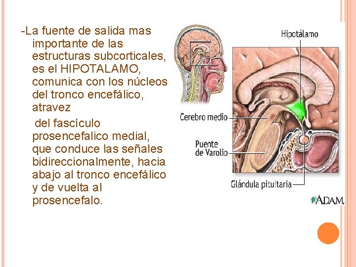 -La fuente de salida mas importante de las estructuras subcorticales, es el HIPOTALAMO, comunica