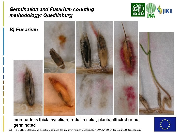 Germination and Fusarium counting methodology: Quedlinburg B) Fusarium more or less thick mycelium, reddish
