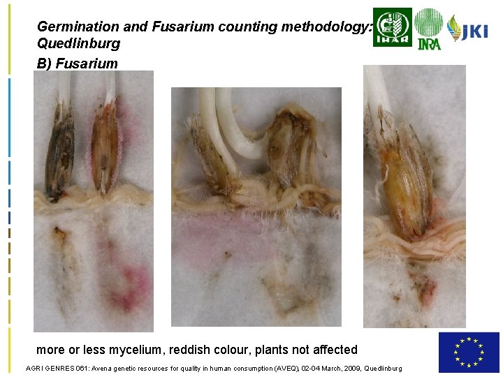 Germination and Fusarium counting methodology: Quedlinburg B) Fusarium more or less mycelium, reddish colour,