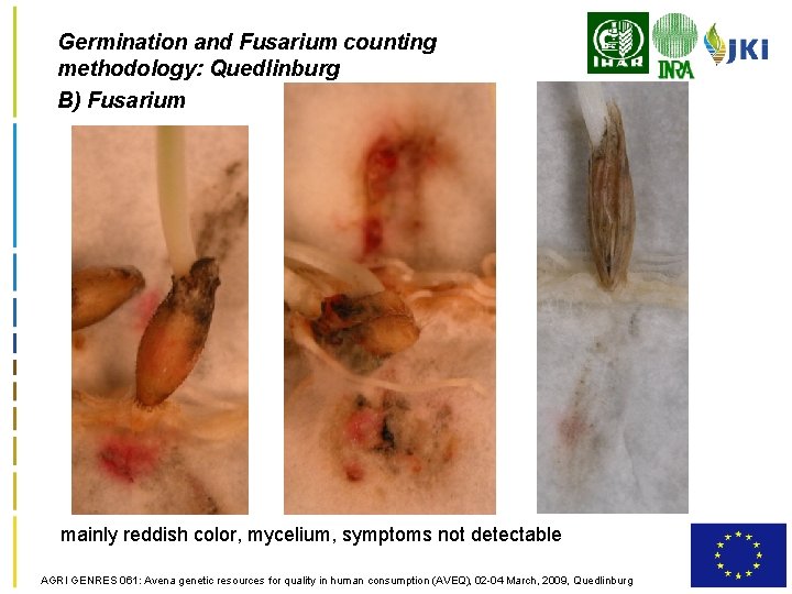 Germination and Fusarium counting methodology: Quedlinburg B) Fusarium mainly reddish color, mycelium, symptoms not