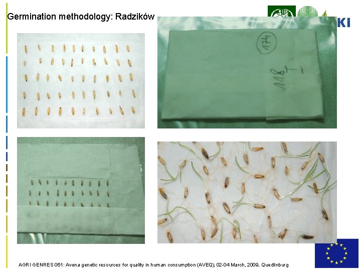 Germination methodology: Radzików AGRI GENRES 061: Avena genetic resources for quality in human consumption